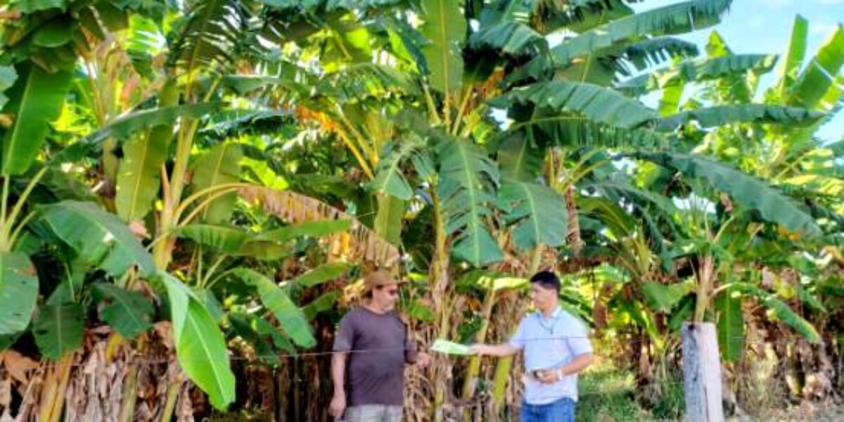 Agrodefesa orienta sobre prevenção e controle de pragas em bananais
