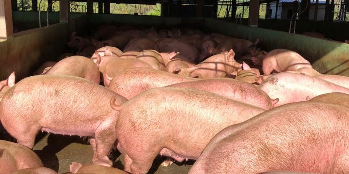 Frigorífico é autuado por abate de suínos em situação fiscal irregular