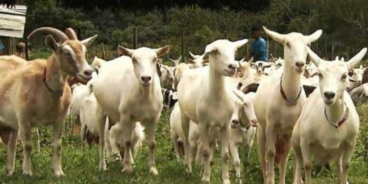 Agrodefesa orienta sobre normas para movimentar caprinos e ovinos
