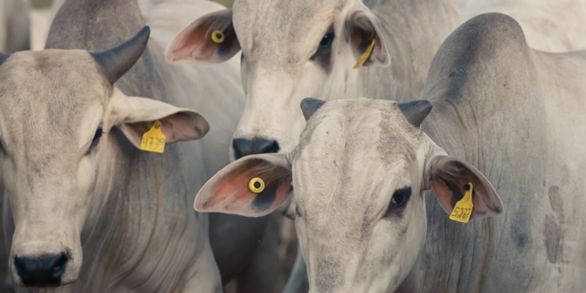 Goiás registra alta nas exportações de carne e recorde da produção de soja