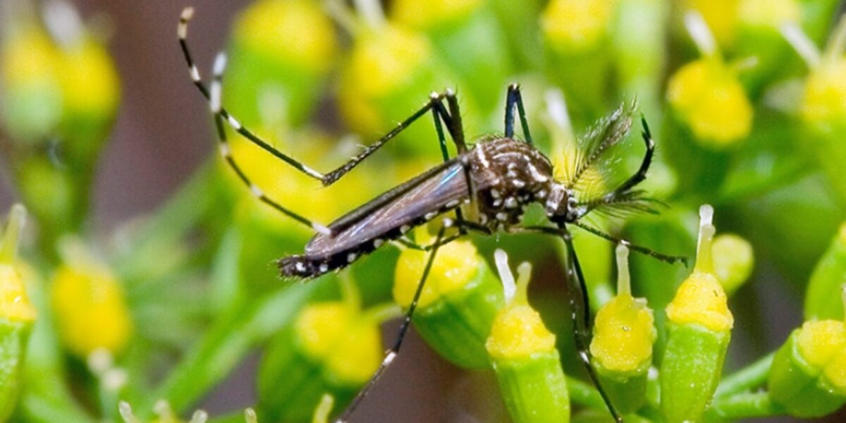 Estado alerta para cuidados contra Aedes aegypti