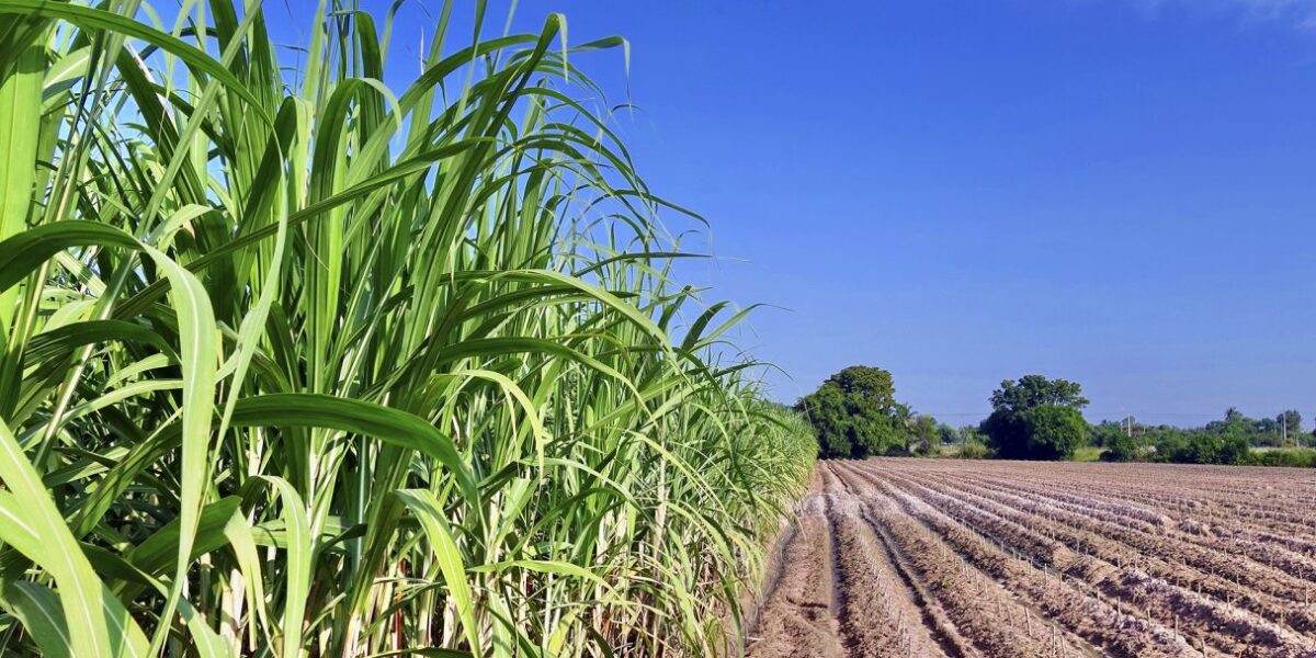Produção de etanol da cana-de-açúcar deve crescer 6,4% em Goiás