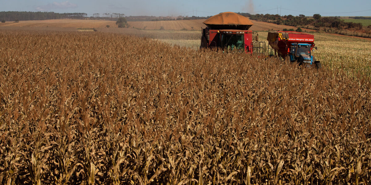 Goiás abre colheita de milho nesta sexta-feira