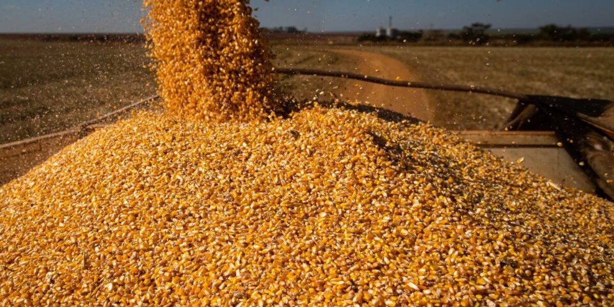 Goiás deve alcançar recorde na produção de grãos