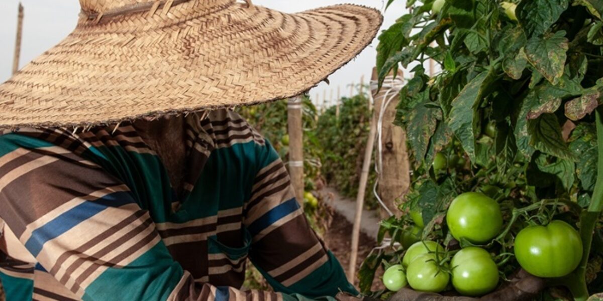 De janeiro a agosto, Goiás criou 12,2 mil postos formais de trabalho no campo