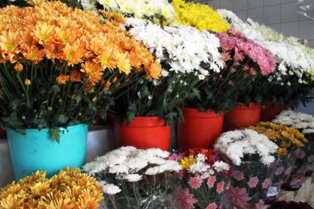 Finados: Procon registra variação de até 233% nos preços das flores