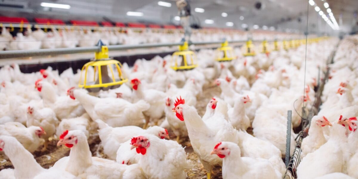 Goiás reforça medidas de prevenção da influenza aviária