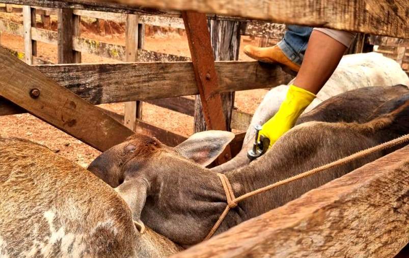 Governo amplia prazo de vacinação contra brucelose no estado