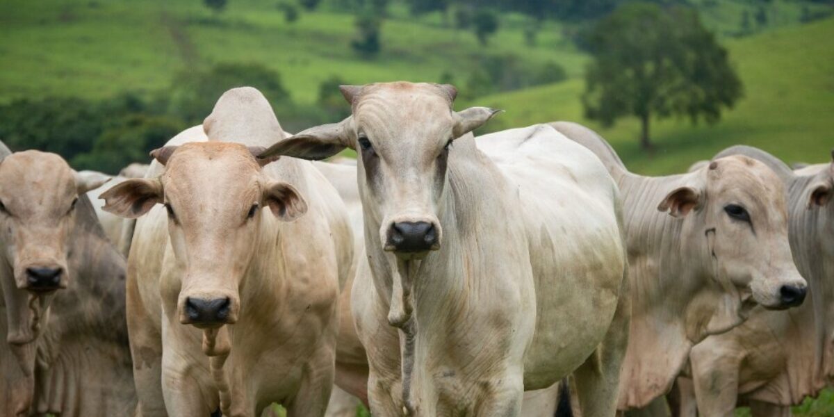 Abates de bovinos crescem no 3º trimestre e Goiás sobe de posição no ranking nacional