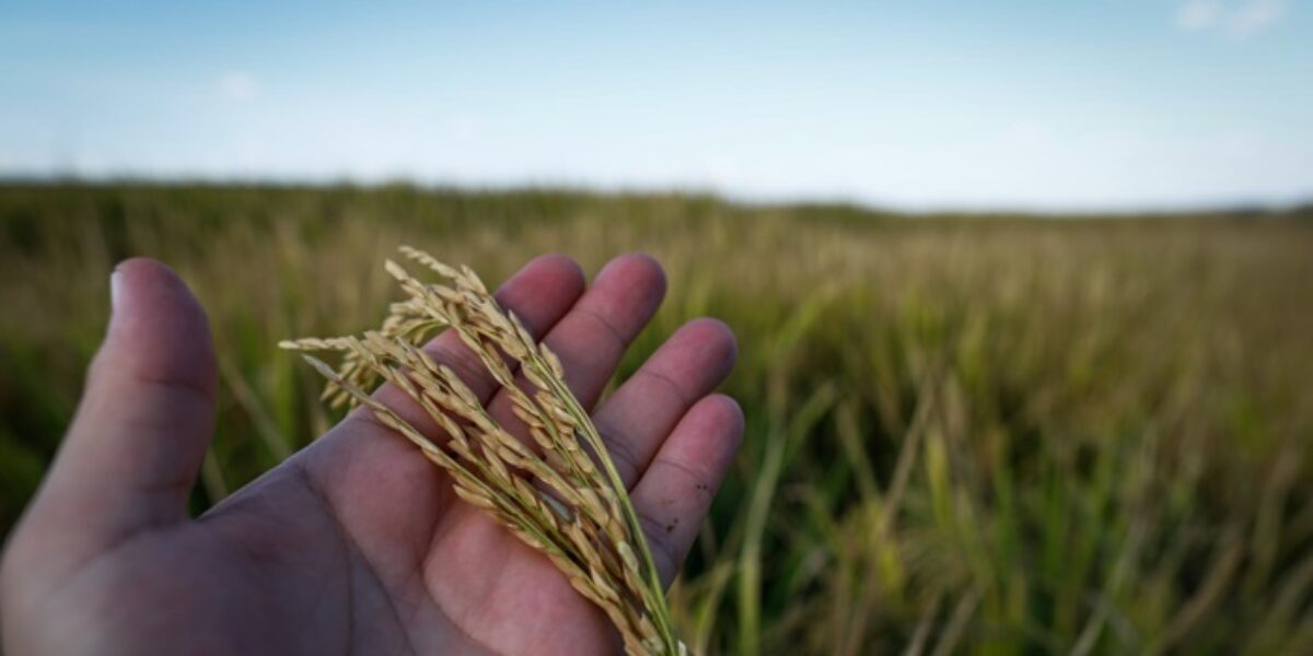Produção de arroz e feijão deve crescer em Goiás