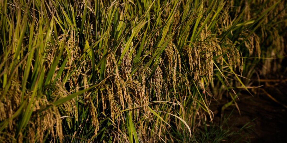 Produção de arroz tem projeção de crescimento de 24,5% em 2023