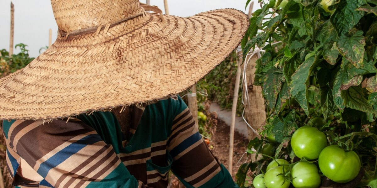 Goiás deve responder por quase um terço da produção brasileira de tomate