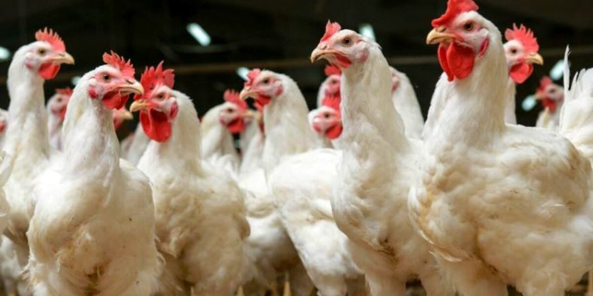 Goiás endurece medidas para evitar chegada da gripe aviária