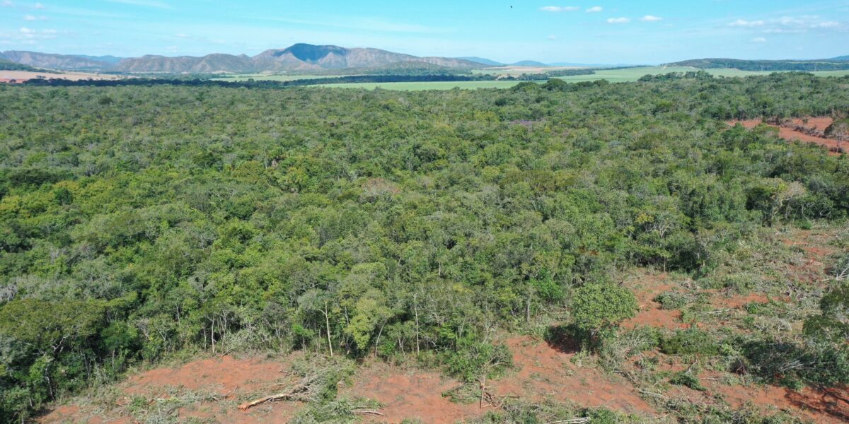 Fiscais evitam desmatamento de 150 hectares