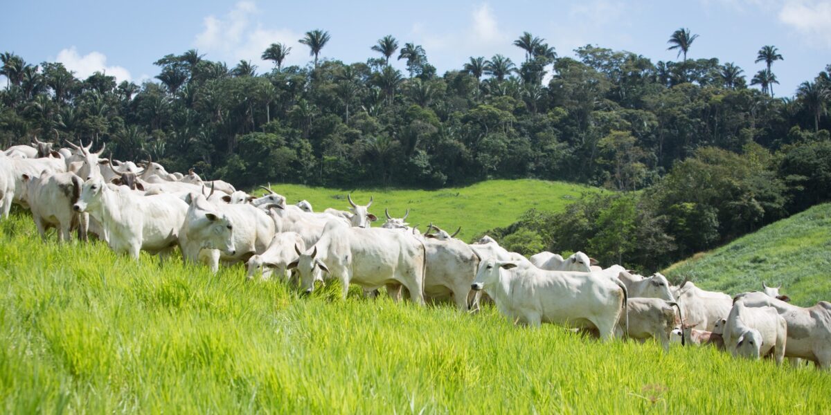 Crescimento do rebanho bovino goiano bate novo recorde