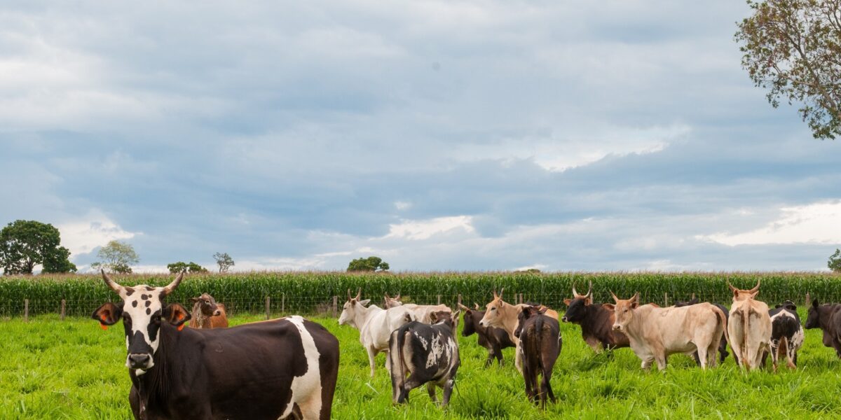 Agrodefesa orienta sobre prazos e novas regras para declaração de rebanho