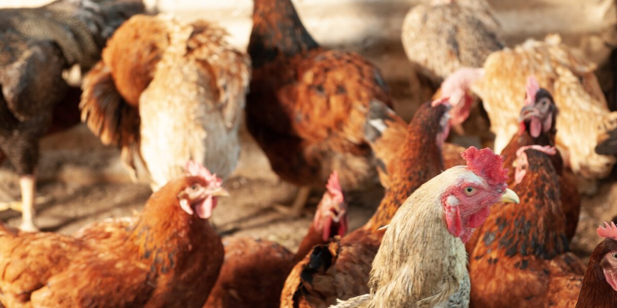 Agrodefesa divulga normas que regulamentam eventos avícolas em Goiás