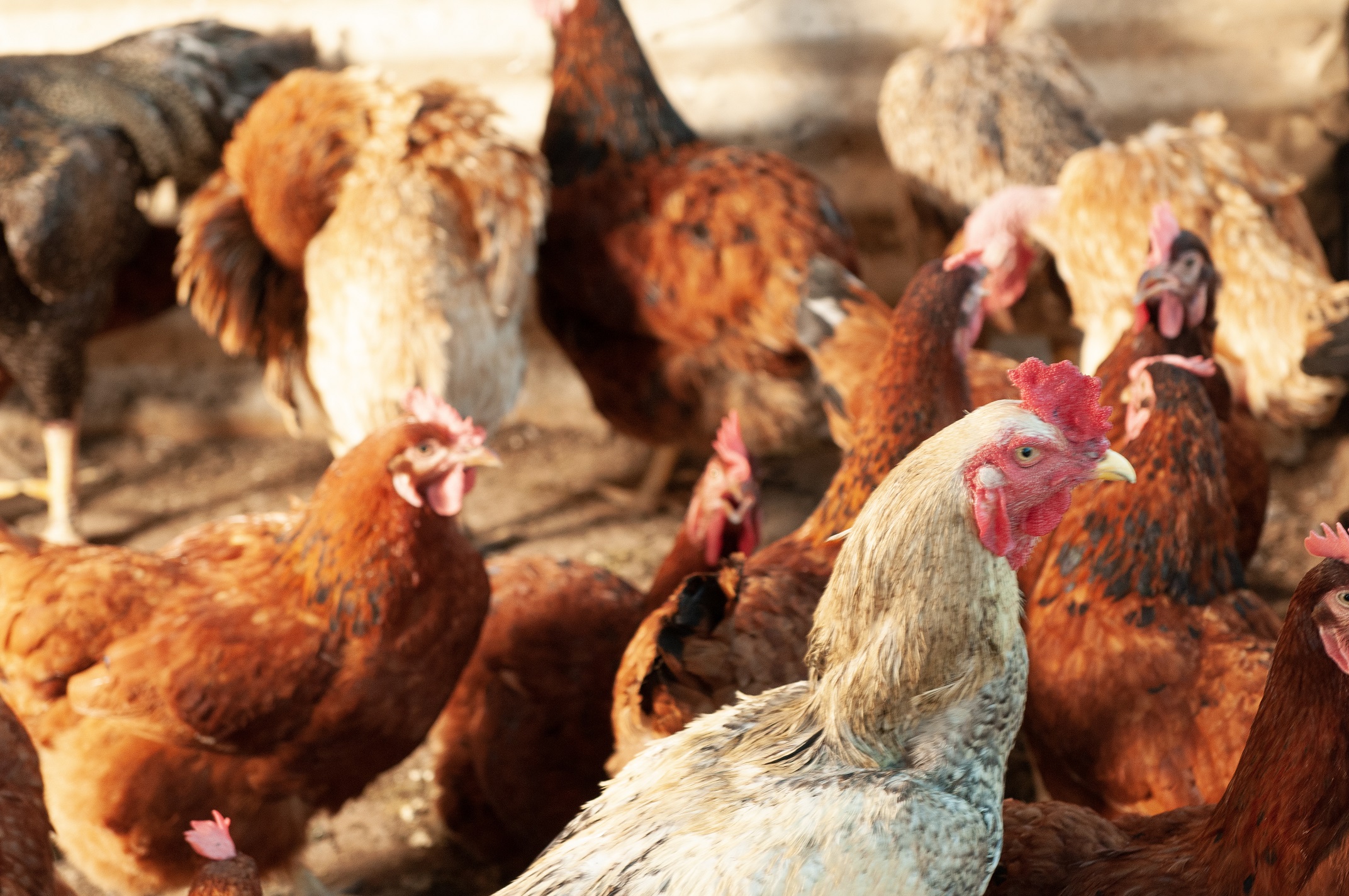 Agrodefesa divulga normas que regulamentam a realização de eventos avícolas em Goiás