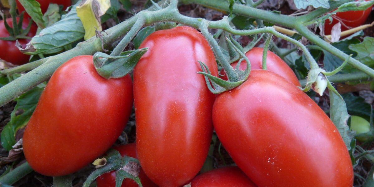 Líder nacional, produção goiana de tomate deve crescer 36,6%