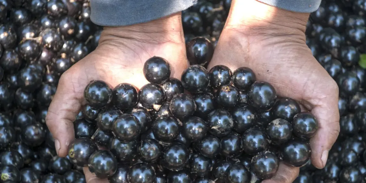 Temporada da jabuticaba de Hidrolândia começa no sábado