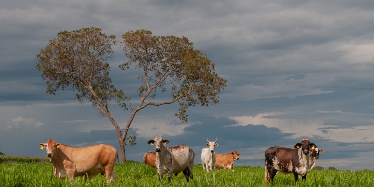 Agropecuária goiana vai receber mais de R$ 16 milhões do FCO Rural