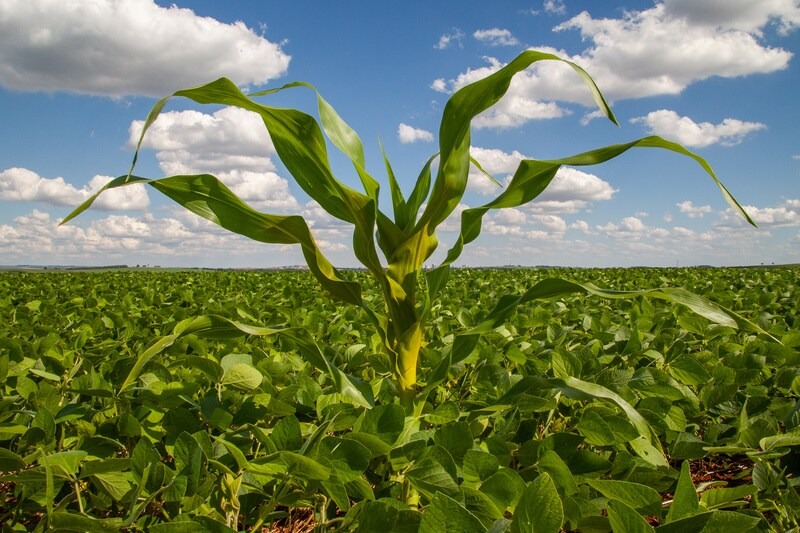 Agrodefesa alerta agricultores sobre importância da destruição do milho tiguera