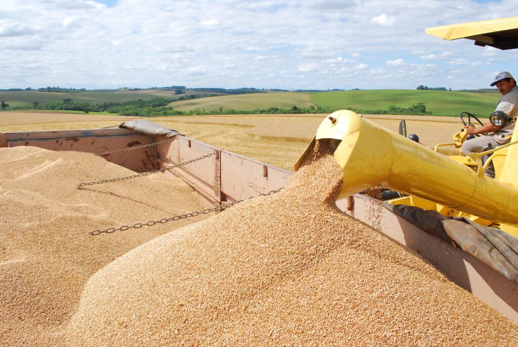 Goiás lidera produção de trigo no Centro-Oeste