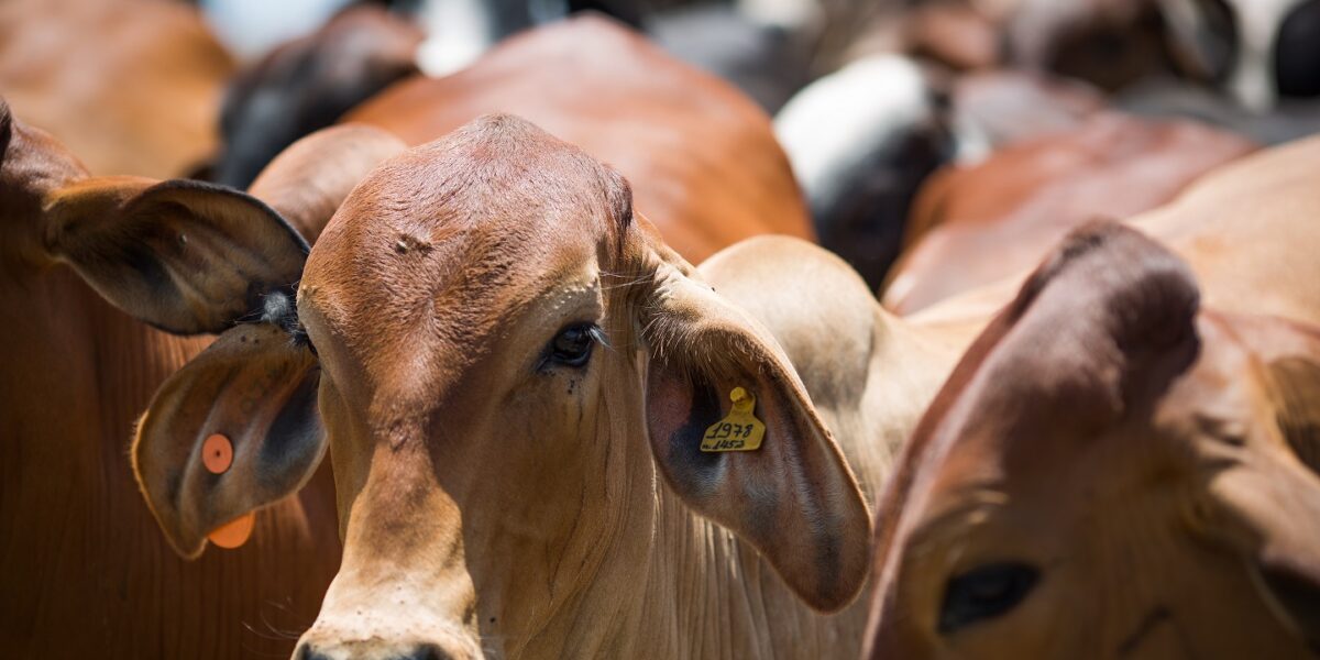 Declaração de rebanho deve ser feita até dia 31