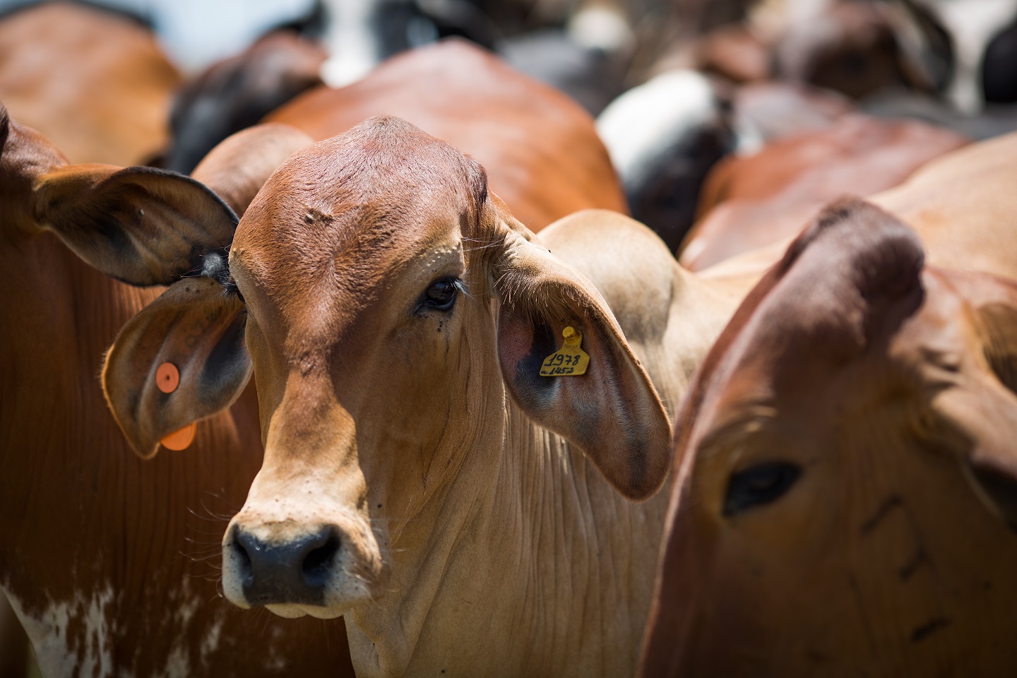 Declaração de rebanho deve ser feita à Agrodefesa até 31 de dezembro, em Goiás