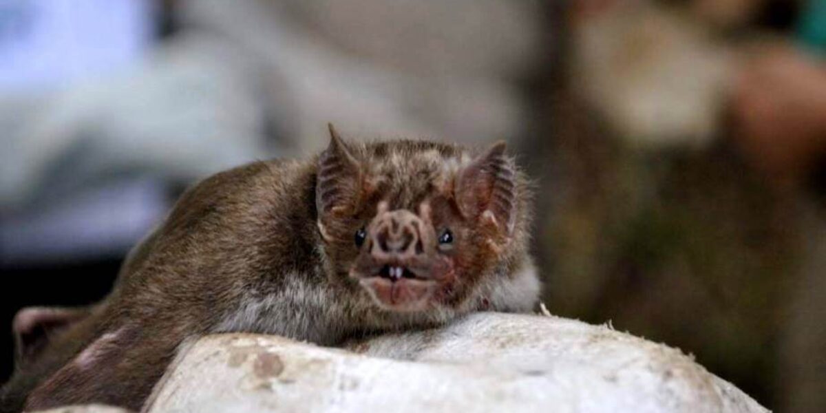 Agrodefesa reforça importância de notificação de casos suspeitos de raiva