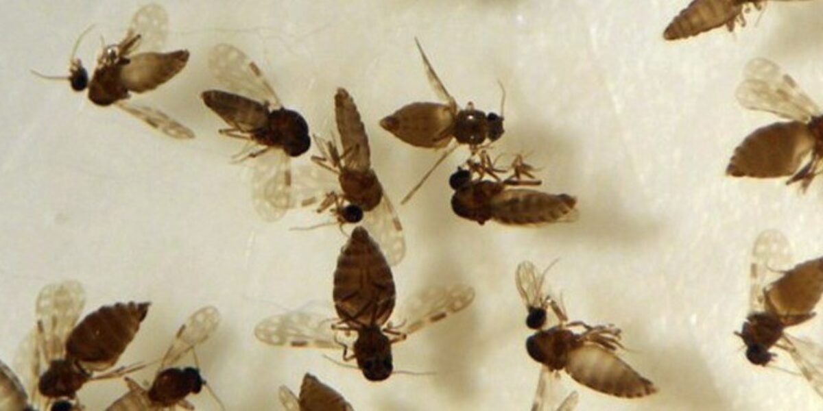 Saúde alerta! Primeiro caso de febre Oropouche foi encontrado em Anápolis