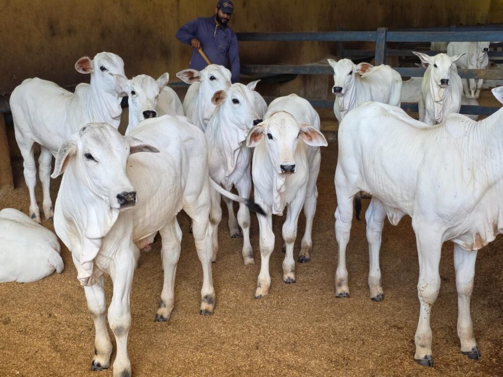 Governo de Goiás marca presença na 79ª Pecuária de Goiânia