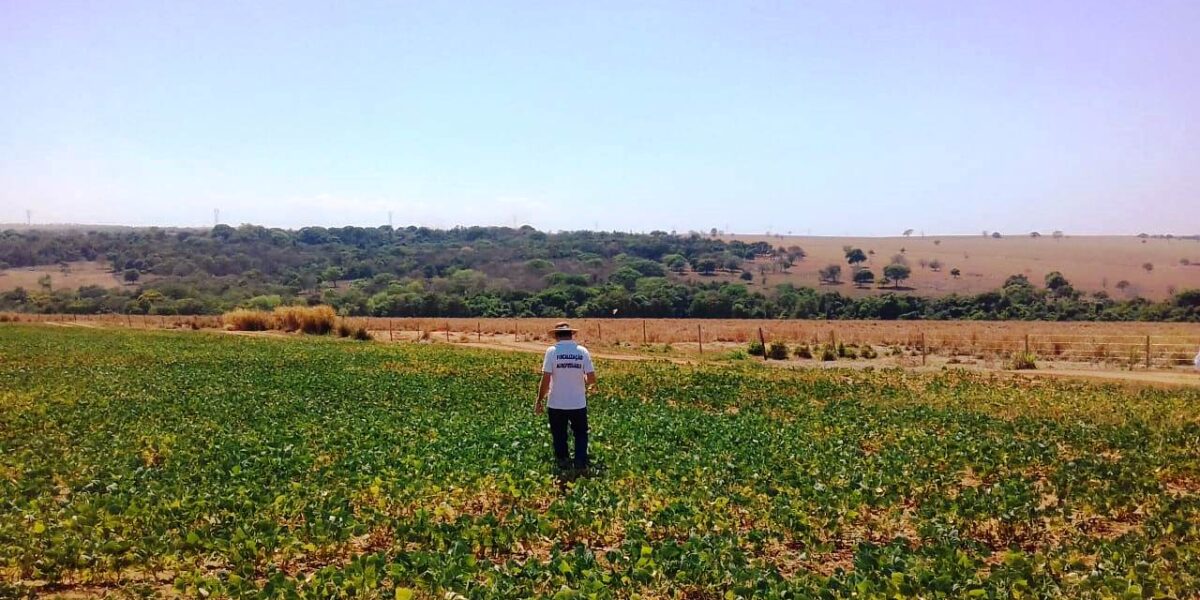 Atenção, produtores rurais! Vazio sanitário da soja começa no próximo dia 27