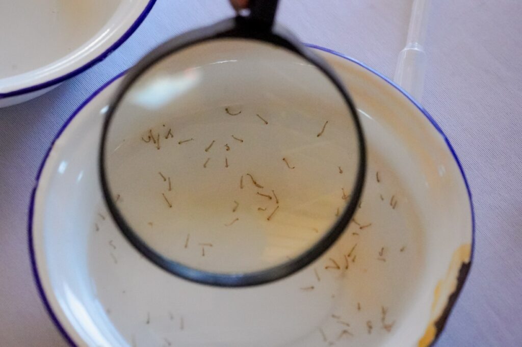 Chuvas fora de época elevam risco de dengue e chikungunya em Goiás - larvas do mosquito Aedes Aegipty sobre lupa