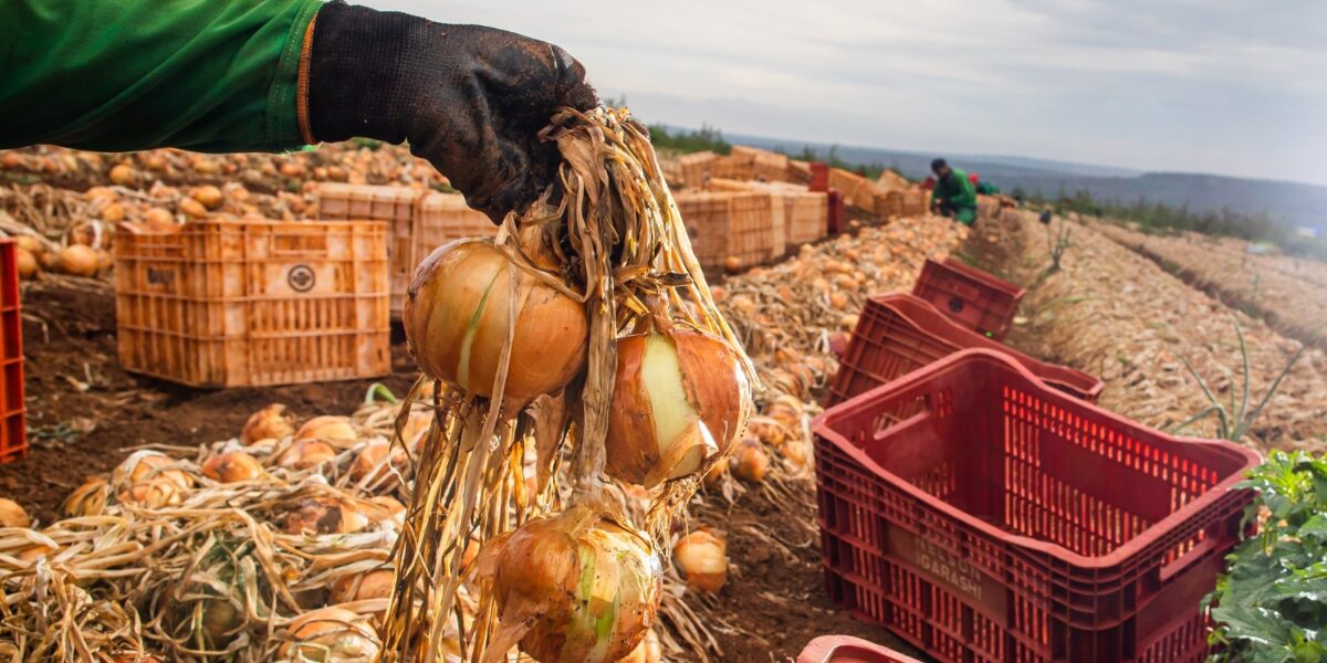 Ganho de produtividade faz colheita de cebola crescer 32,6%