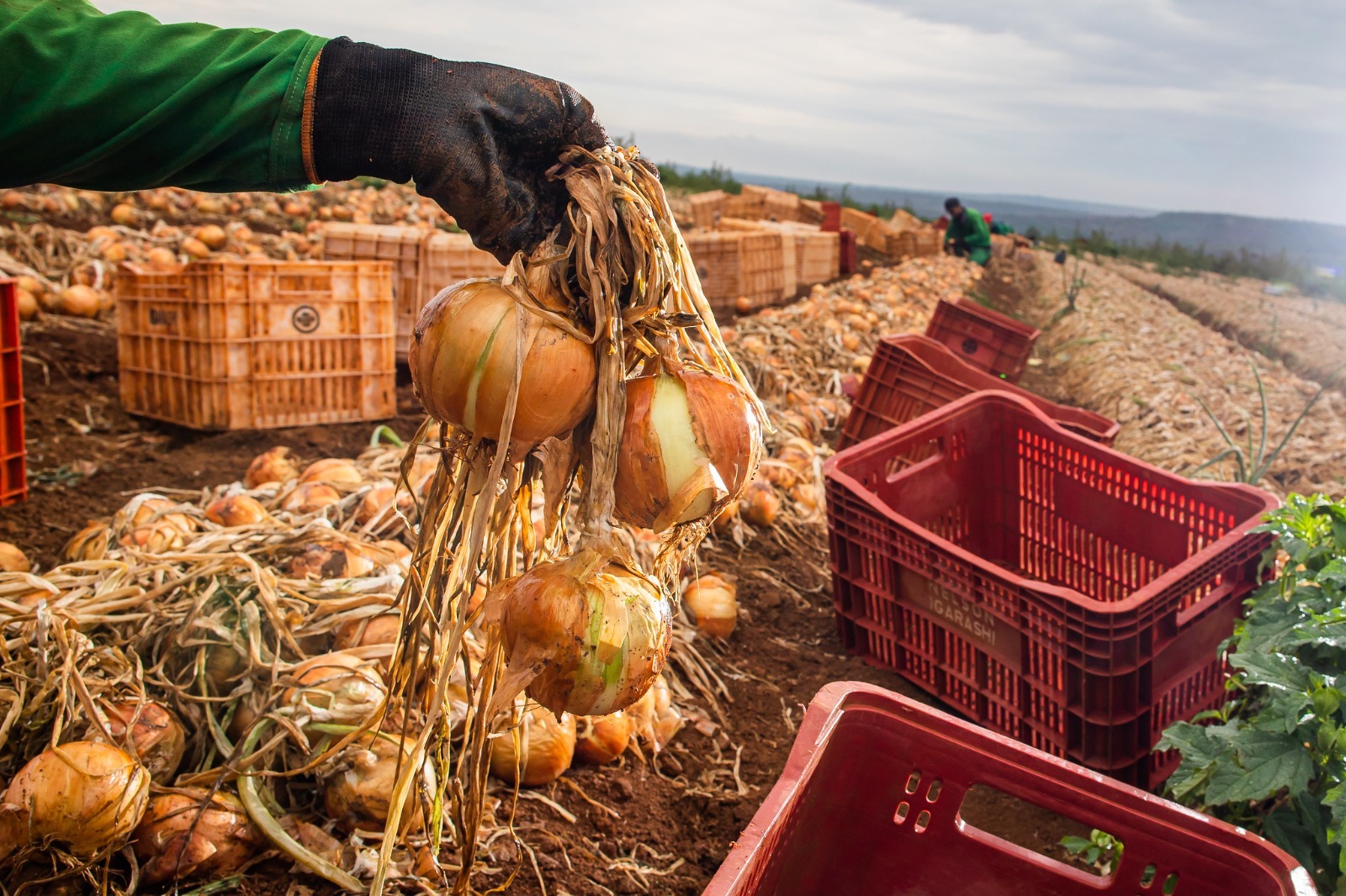 Ganho de produtividade faz colheita de cebola crescer 32,6%